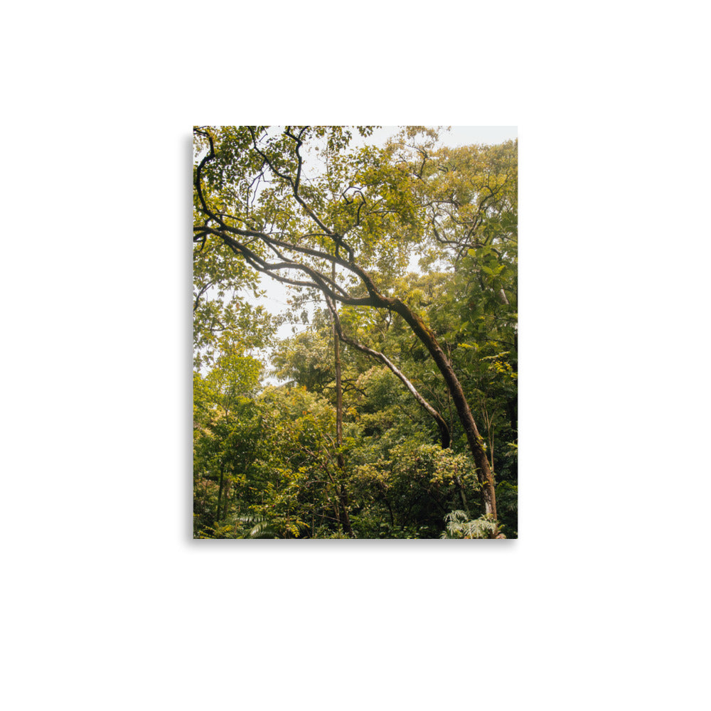 Ke'anae Arboretum | Maui, Hawaii