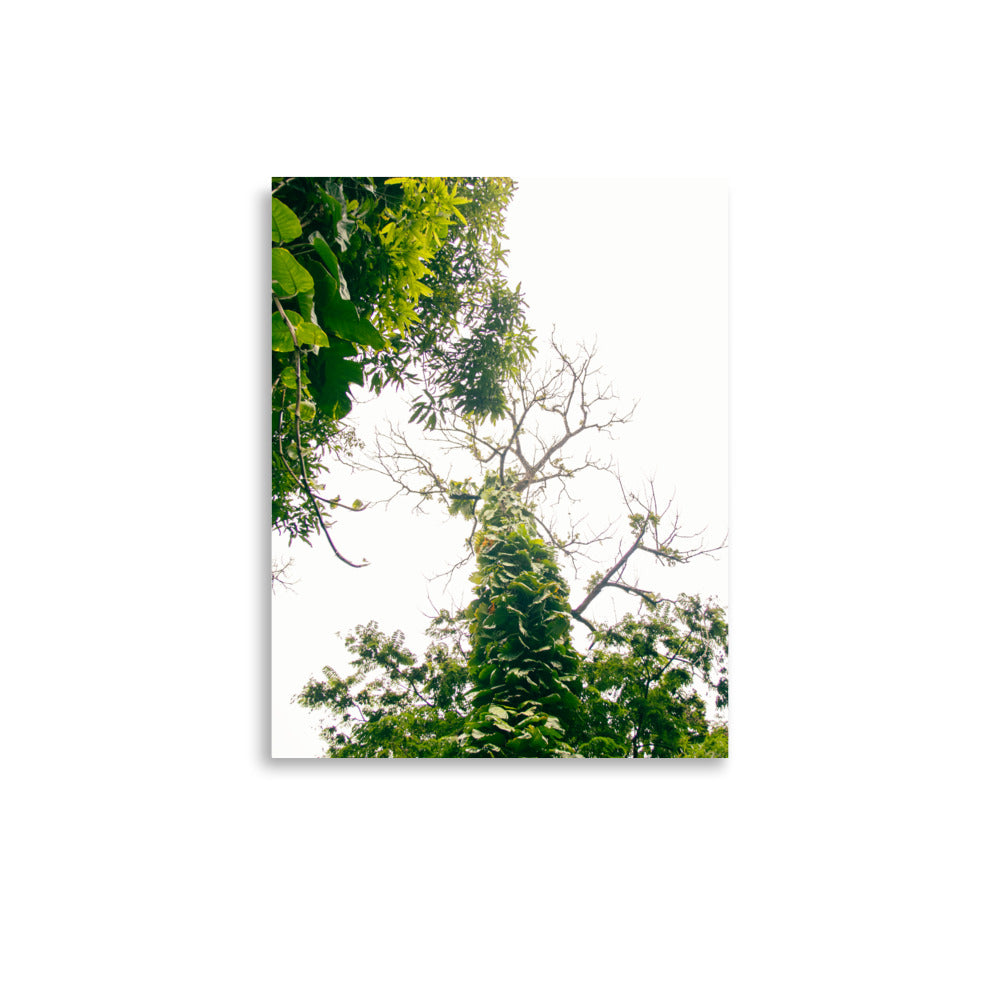 Ke'anae Arboretum | Maui, Hawaii