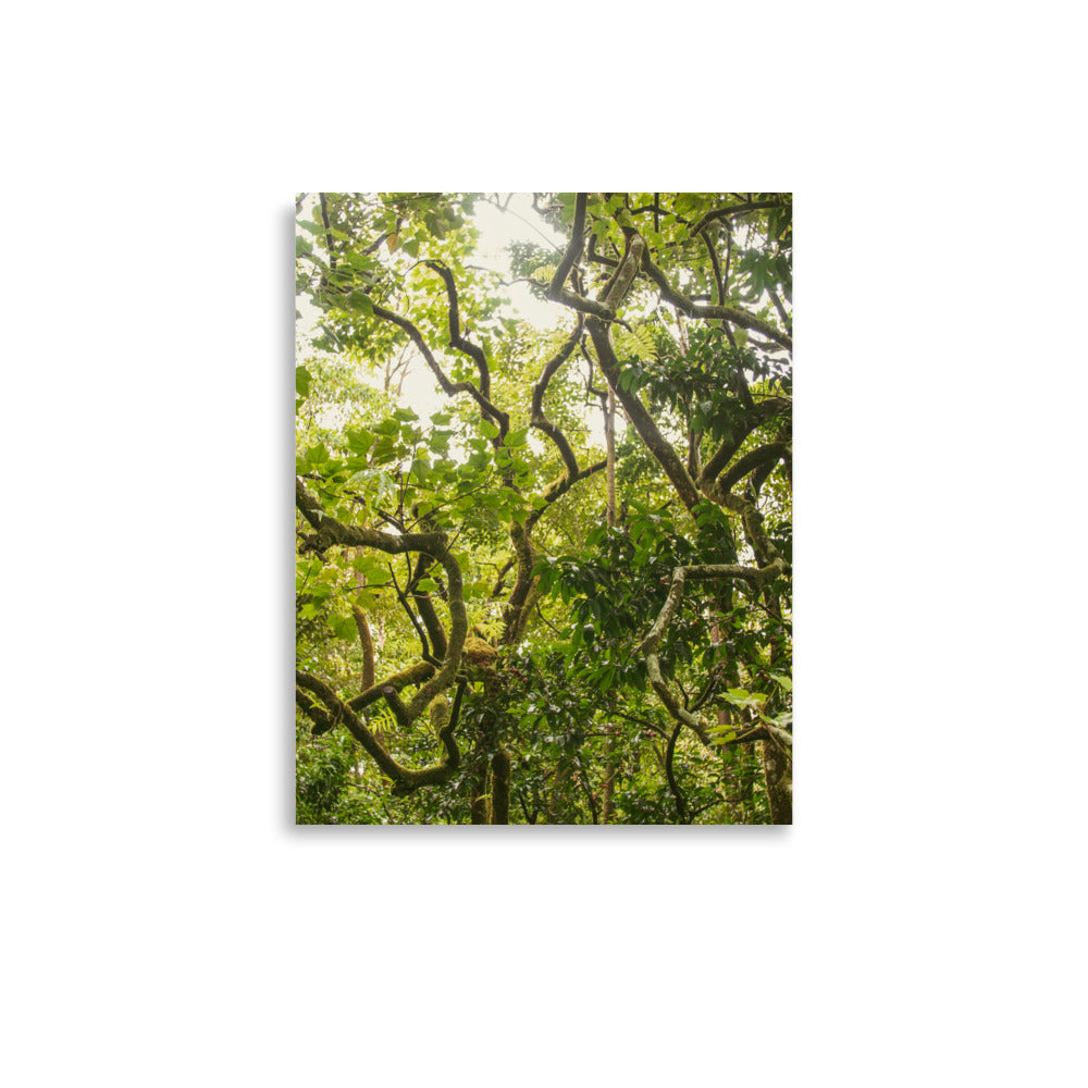 Ke'anae Arboretum | Maui, Hawaii