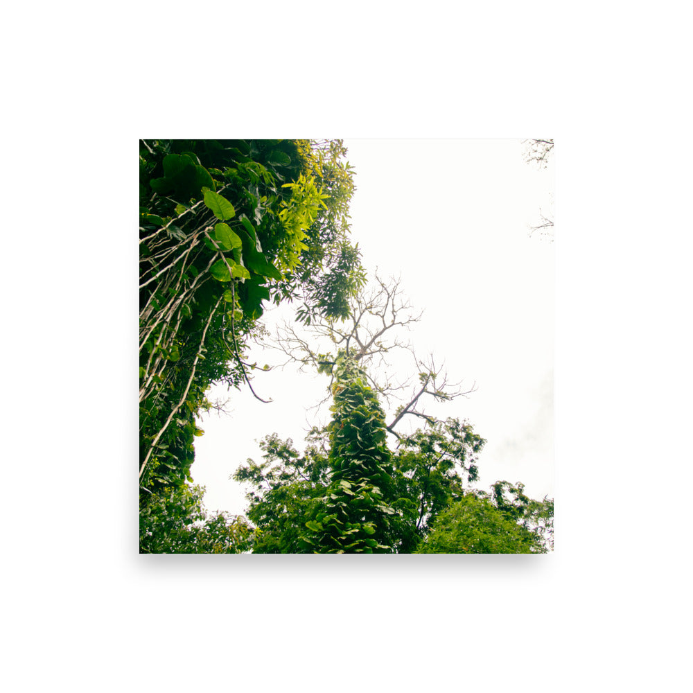 Ke'anae Arboretum | Maui, Hawaii