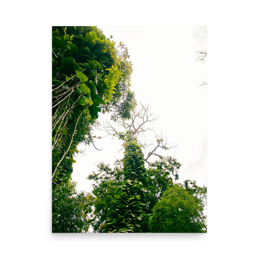 Ke'anae Arboretum | Maui, Hawaii