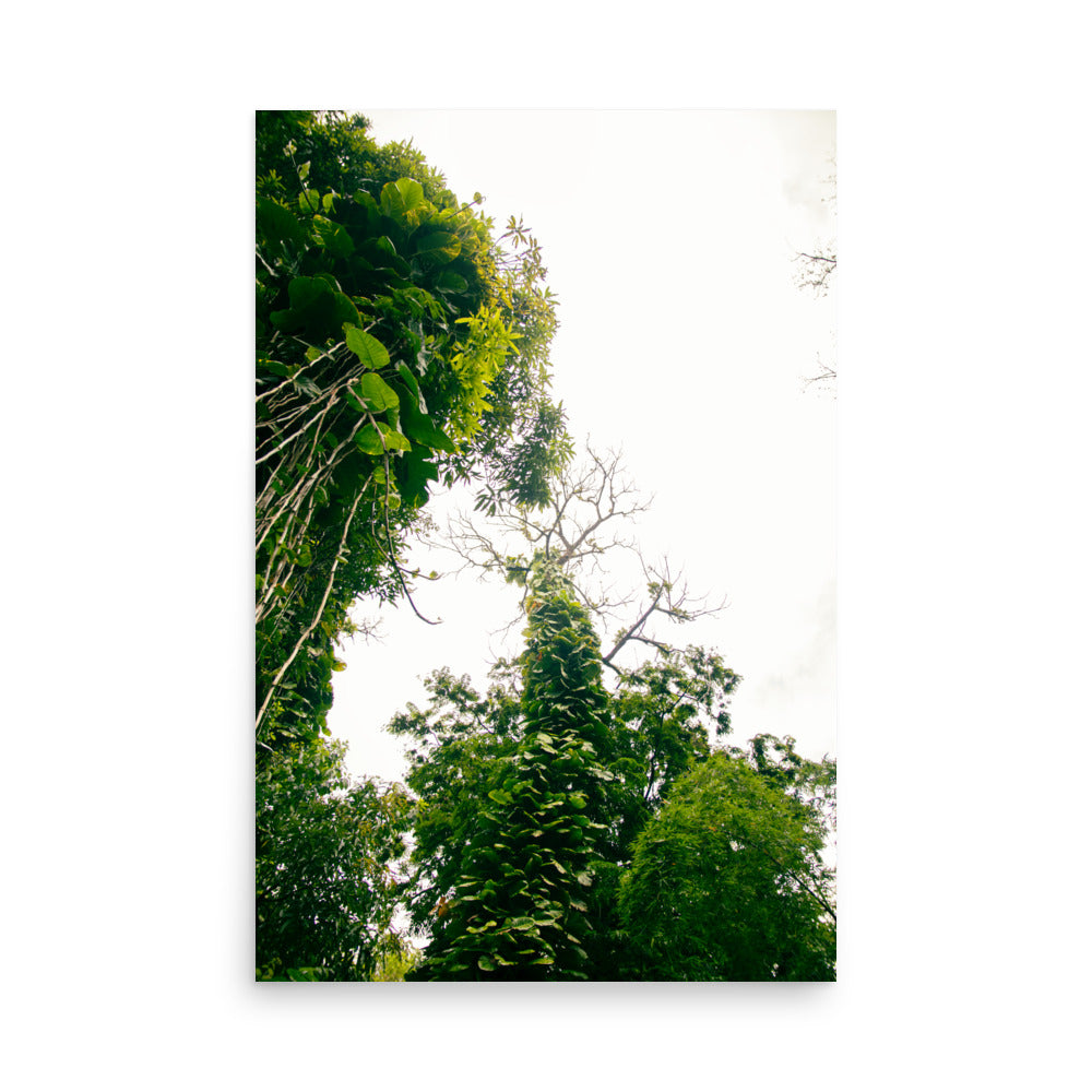 Ke'anae Arboretum | Maui, Hawaii