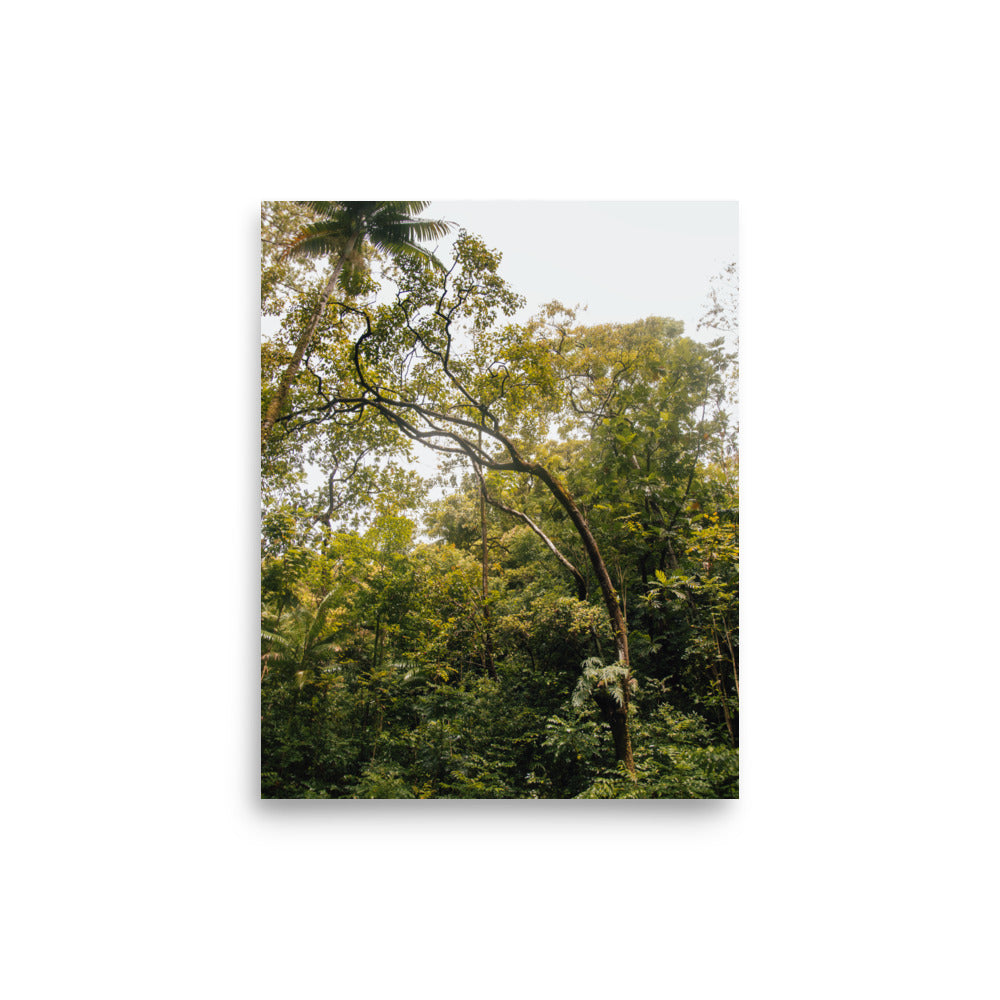 Ke'anae Arboretum | Maui, Hawaii