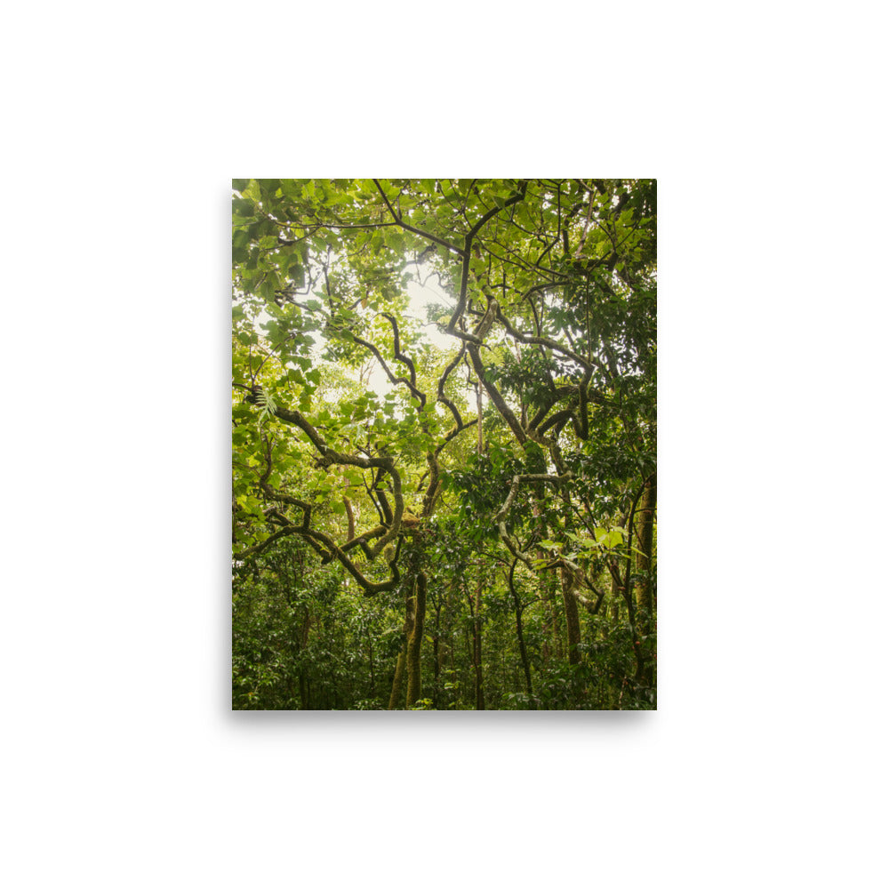 Ke'anae Arboretum | Maui, Hawaii