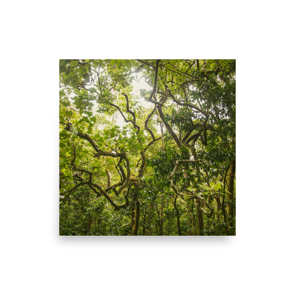 Ke'anae Arboretum | Maui, Hawaii