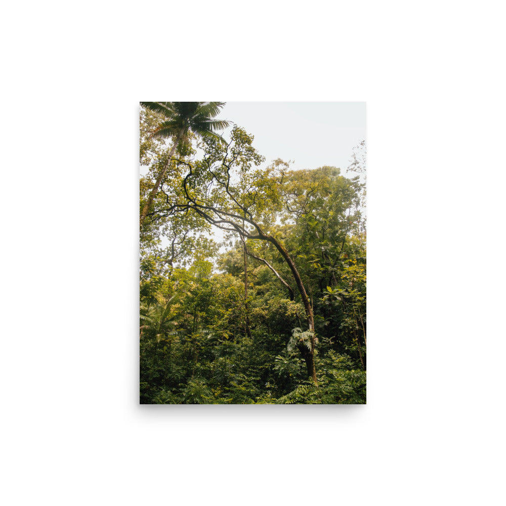 Ke'anae Arboretum | Maui, Hawaii
