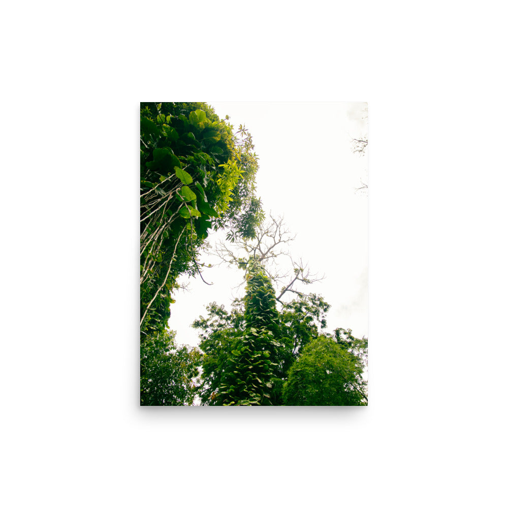 Ke'anae Arboretum | Maui, Hawaii