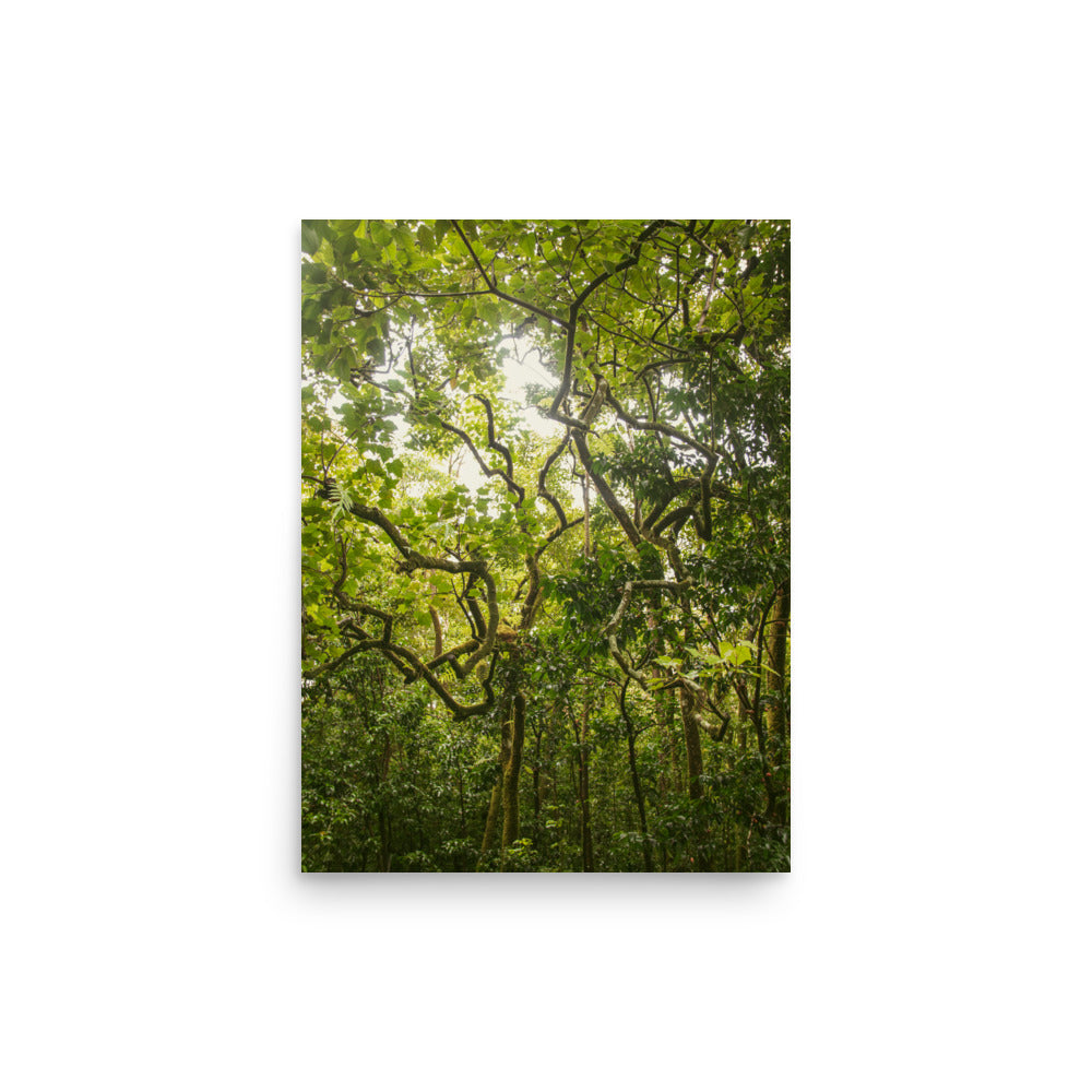Ke'anae Arboretum | Maui, Hawaii