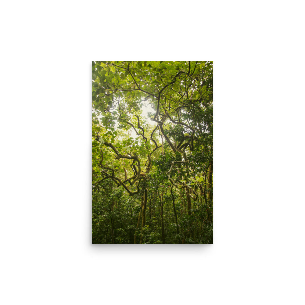 Ke'anae Arboretum | Maui, Hawaii