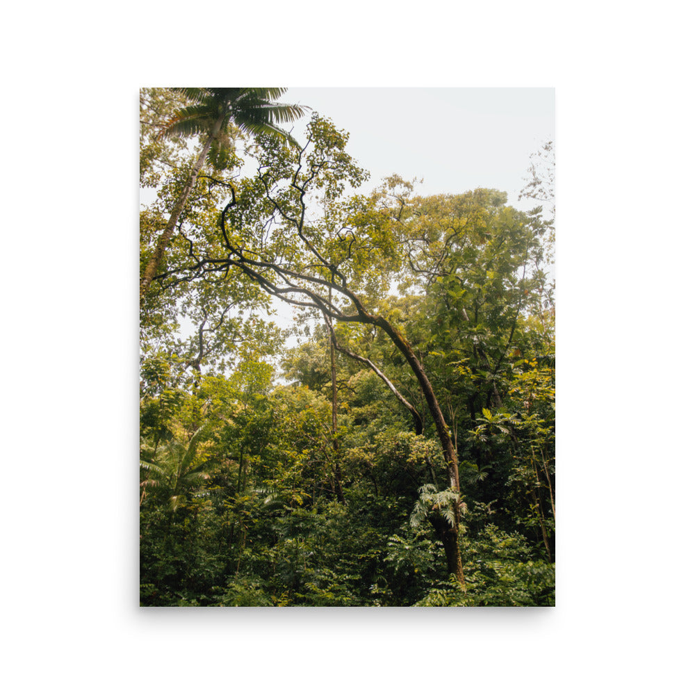 Ke'anae Arboretum | Maui, Hawaii