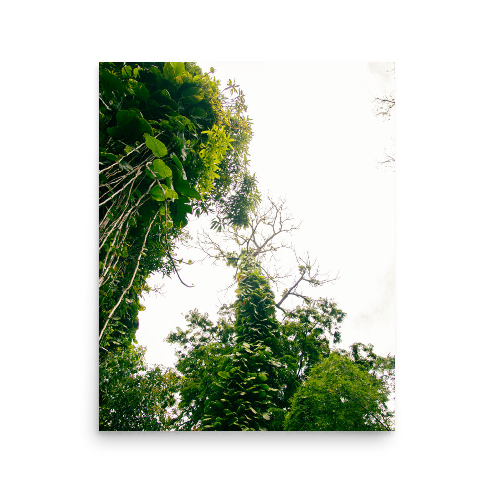 Ke'anae Arboretum | Maui, Hawaii