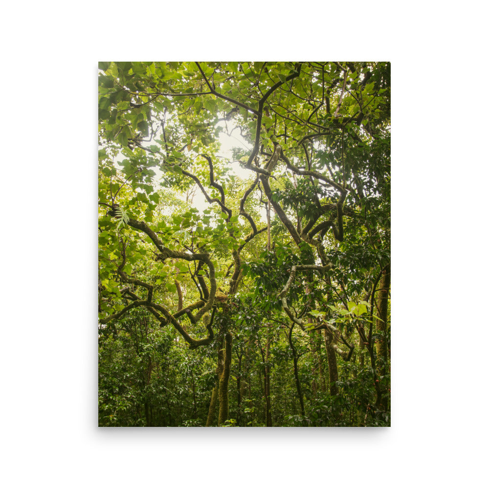 Ke'anae Arboretum | Maui, Hawaii