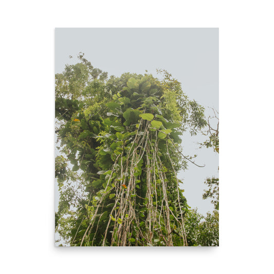 Ke'anae Arboretum | Maui, Hawaii