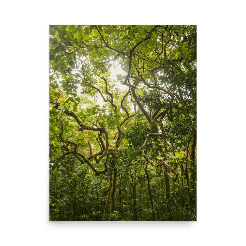 Ke'anae Arboretum | Maui, Hawaii