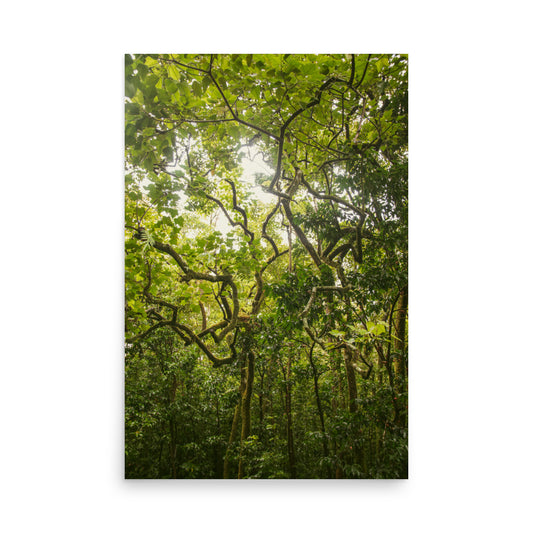 Ke'anae Arboretum | Maui, Hawaii