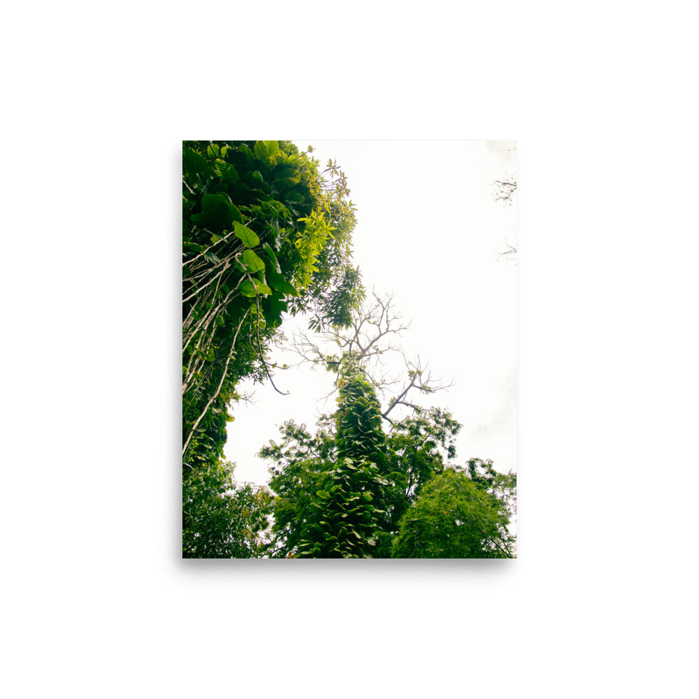 Ke'anae Arboretum | Maui, Hawaii